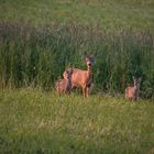 ZWEI BAMBI MIT MAMA