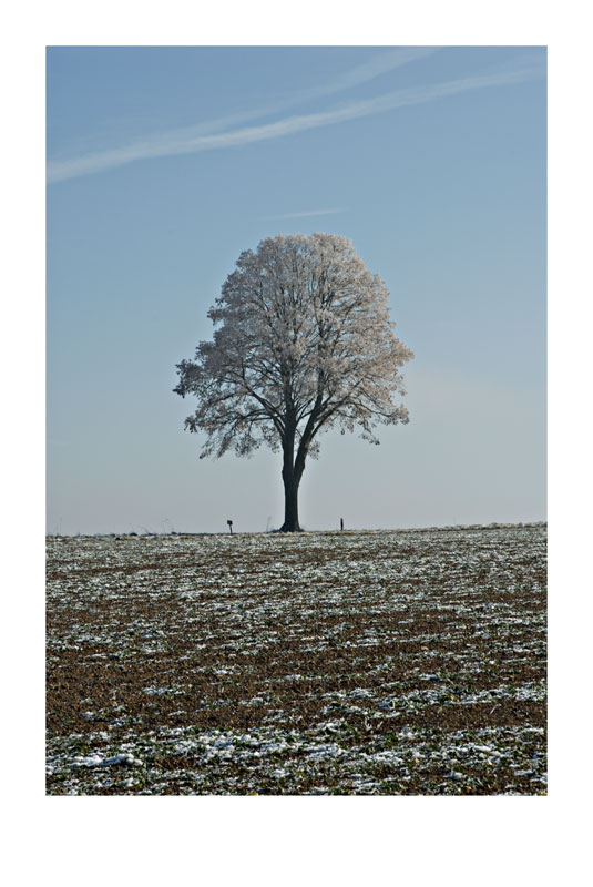 Zwei Baum im Winter