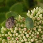 Zwei Baumwanzen-L5-Nymphen - Graue Gartenwanze und Grüne Stinkwanze