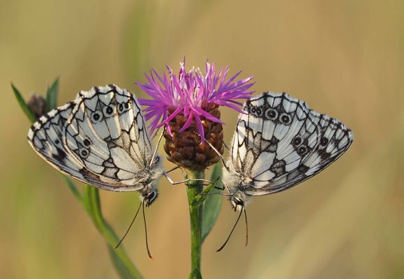 Zwei begeben sich zur Ruhe