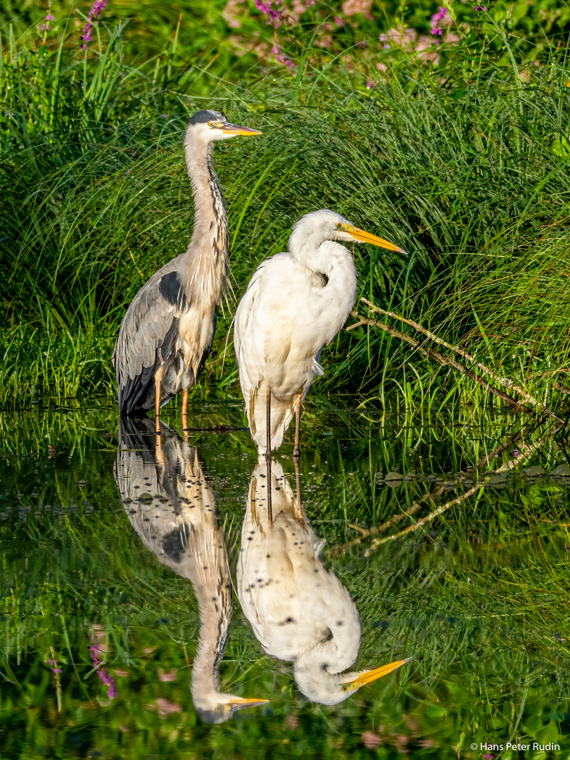 Zwei Beobachter am Teich