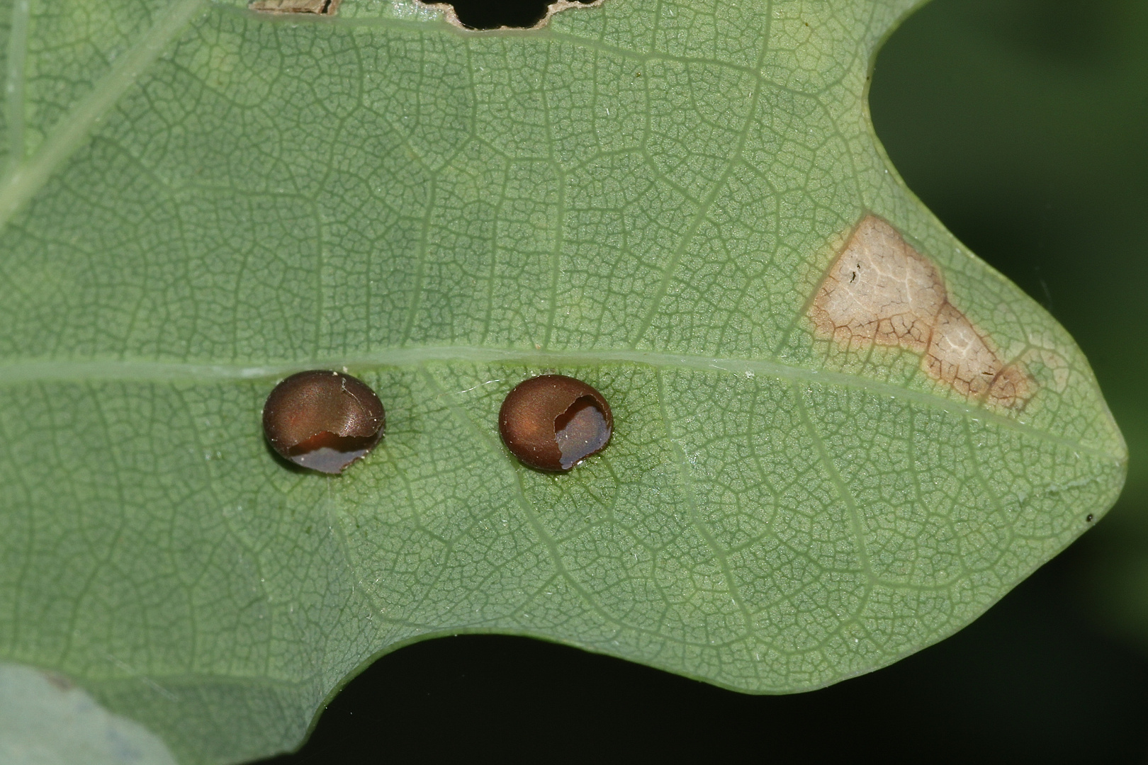 Zwei bereits verlassene Eier des Nagelflecks (Aglia tau, Saturniidae) - ...