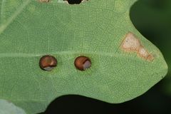 Zwei bereits verlassene Eier des Nagelflecks (Aglia tau, Saturniidae) - ...