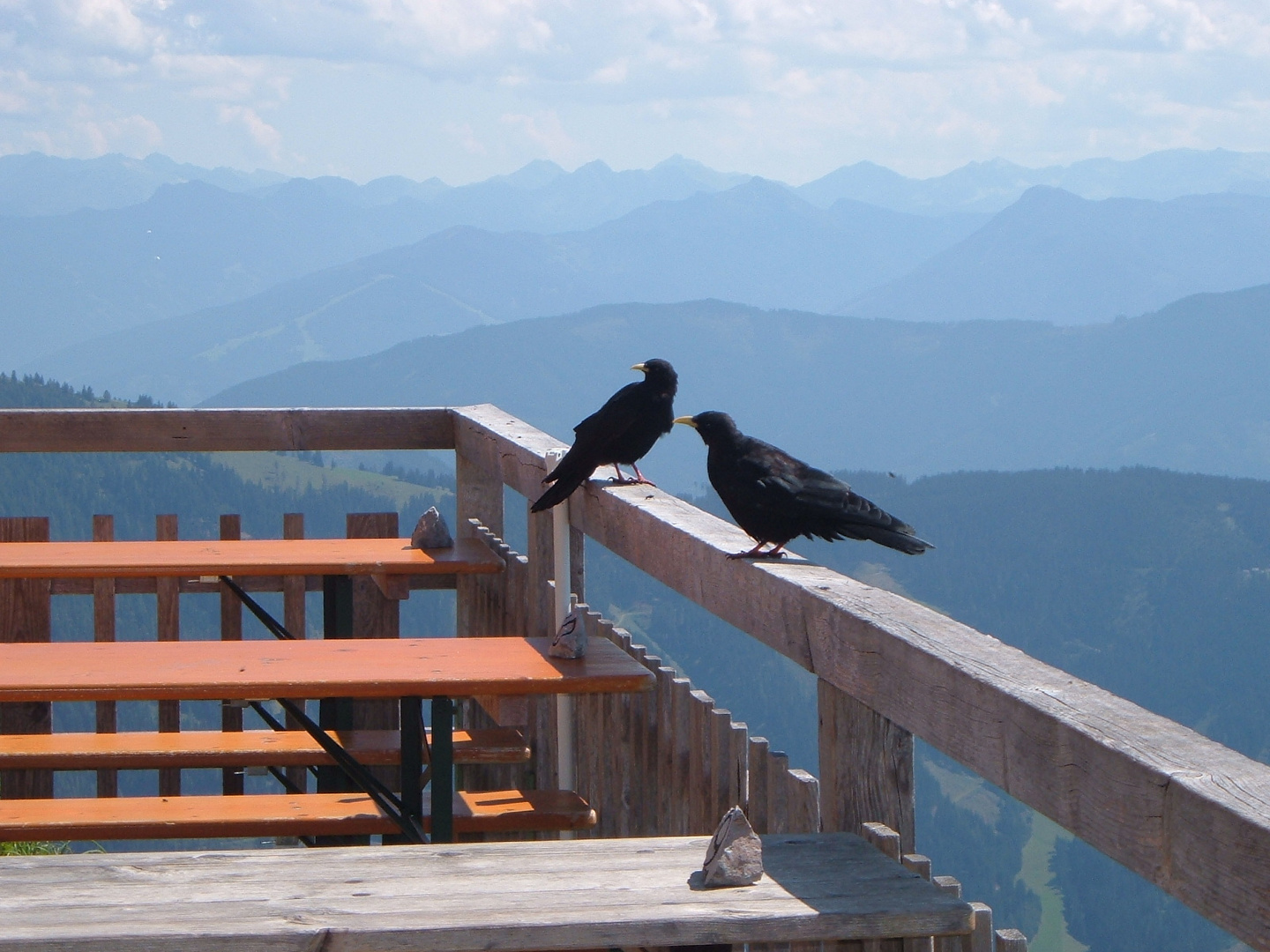 Zwei Bergdohlen an der Werfener Hütte