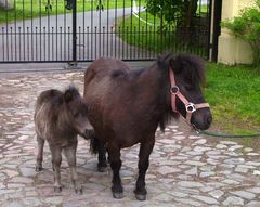 Zwei besonders liebenswerte...