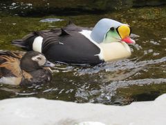 Zwei besonders schöne Enten