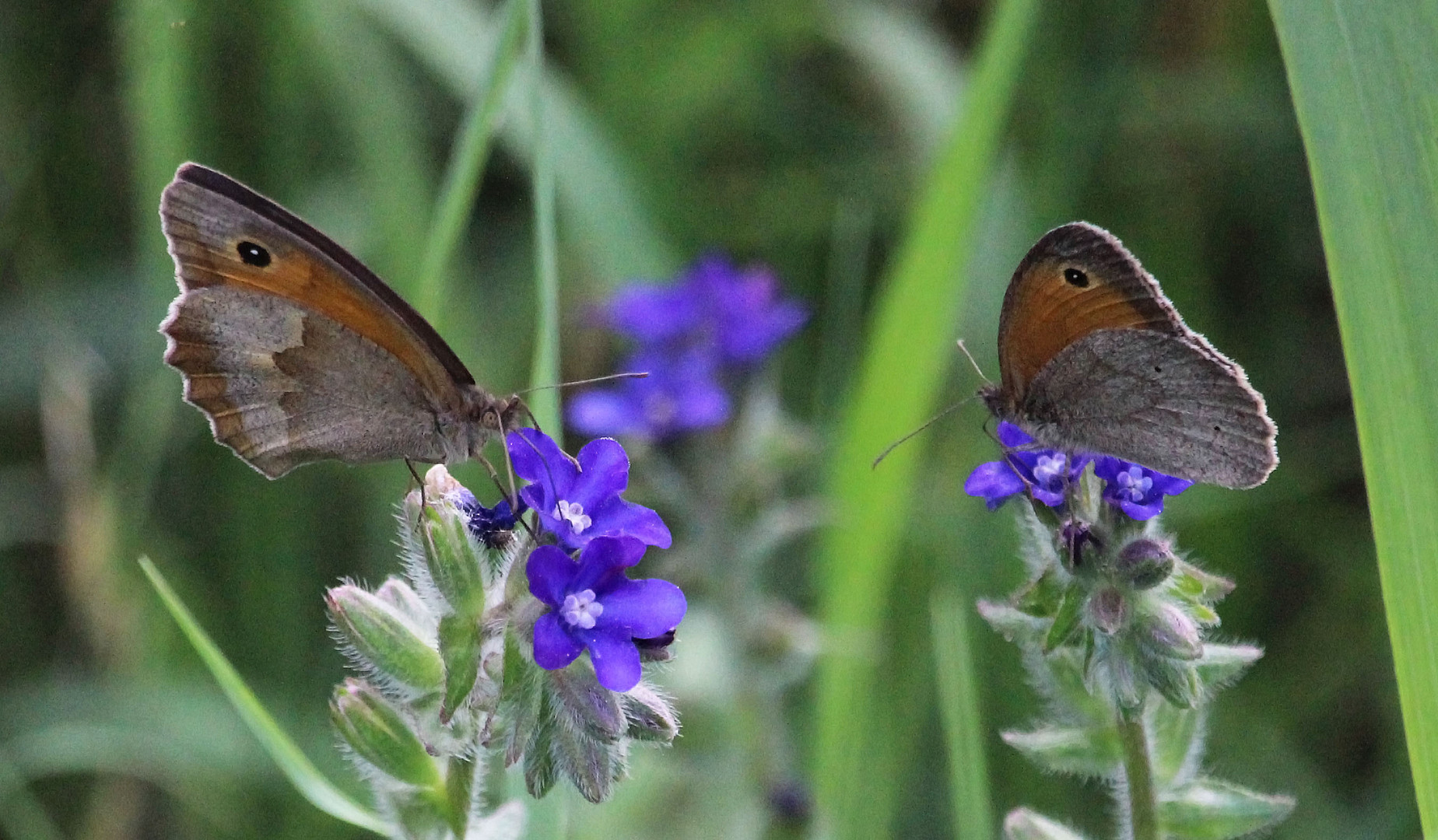 Zwei Besucher auf den Blüten