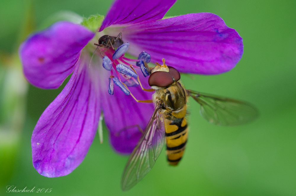 Zwei Besucher auf der Blüte