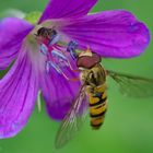 Zwei Besucher auf der Blüte