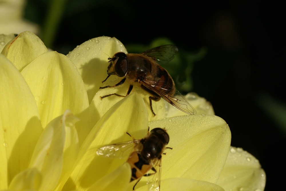 ZWEI BESUCHER