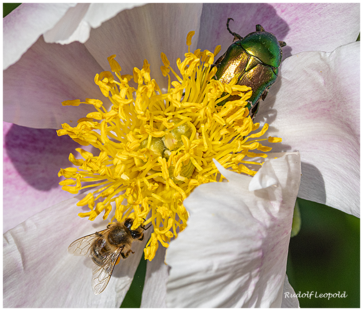 Zwei Besucher in einer Pfingstrosenblüte