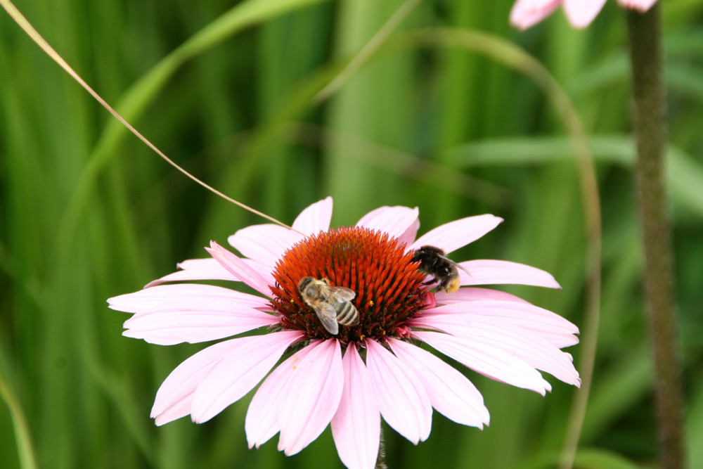 Zwei Bienchen in Schwerien...