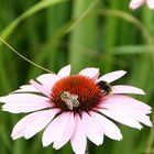 Zwei Bienchen in Schwerien...