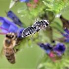 Zwei Bienen