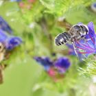 Zwei Bienen