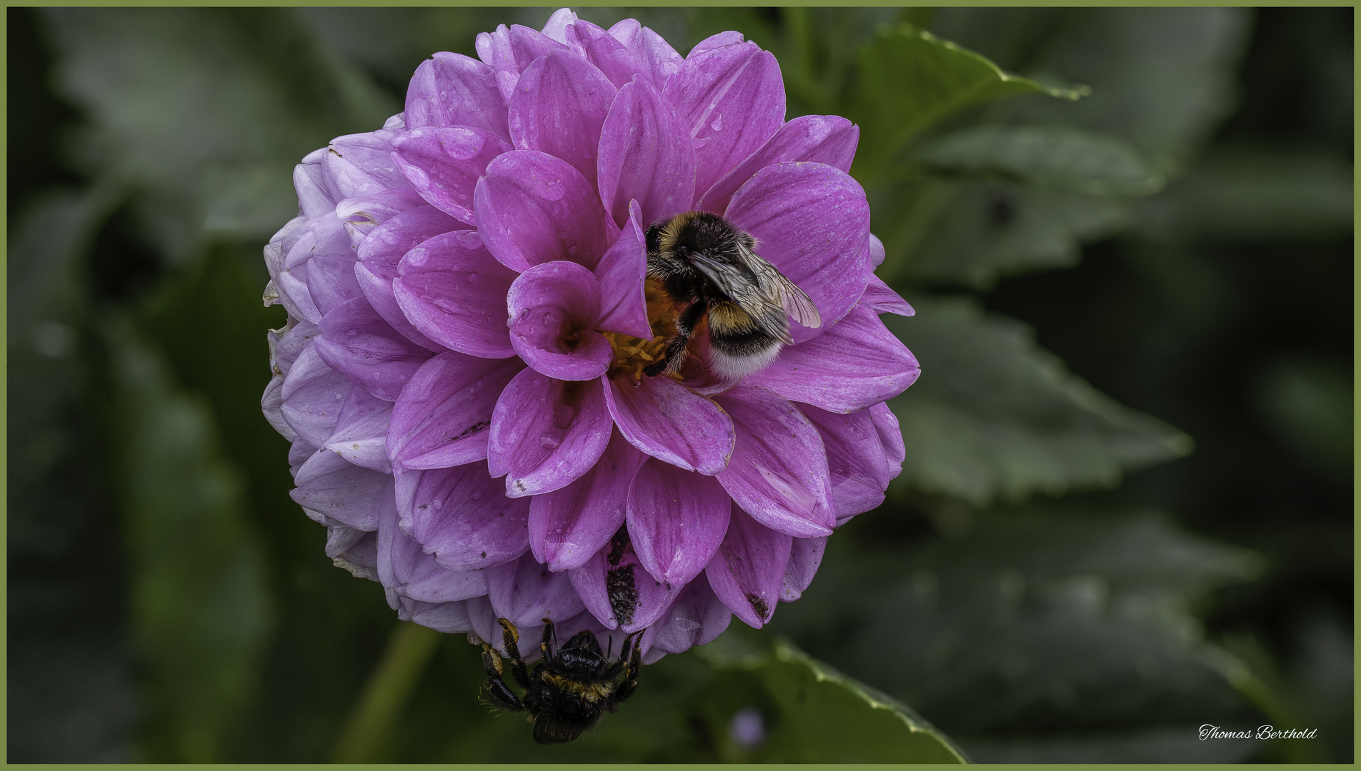 zwei Bienen 