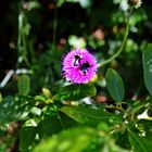 zwei Bienen auf einer Blume