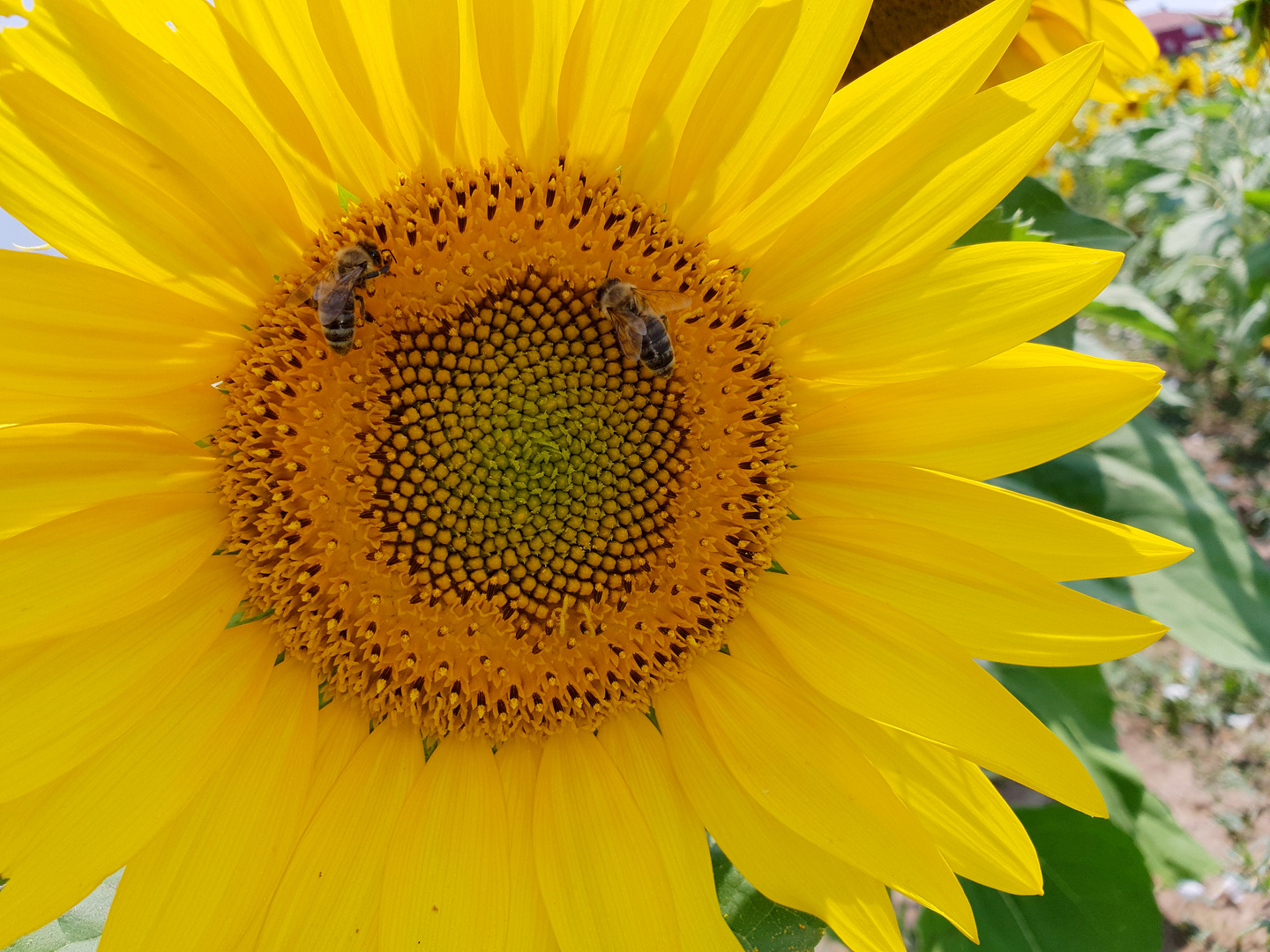 Zwei Bienen auf einer Sonnenblume