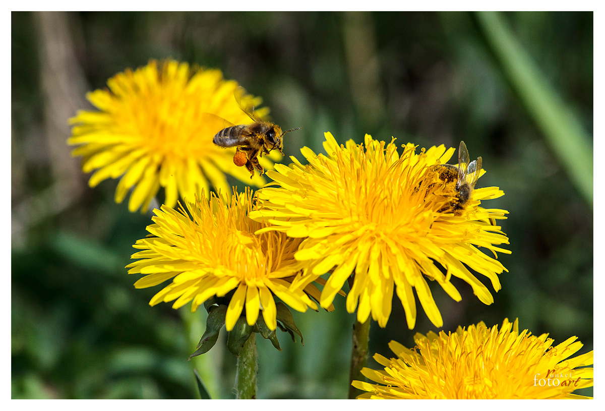 Zwei Bienen bei der Arbeit