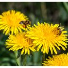 Zwei Bienen bei der Arbeit