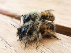 Zwei Bienen beim "Osterspaziergang"