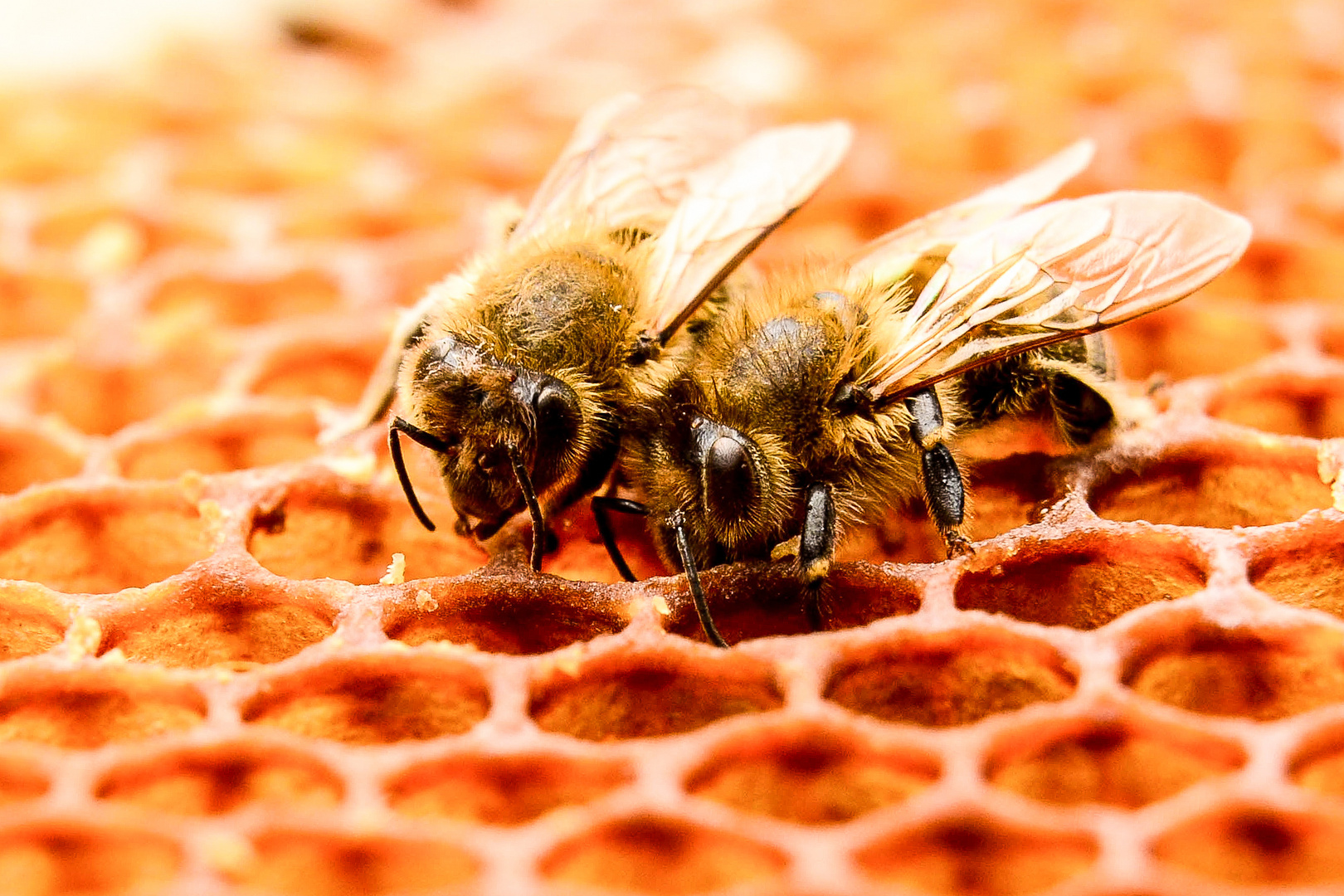 zwei Bienen