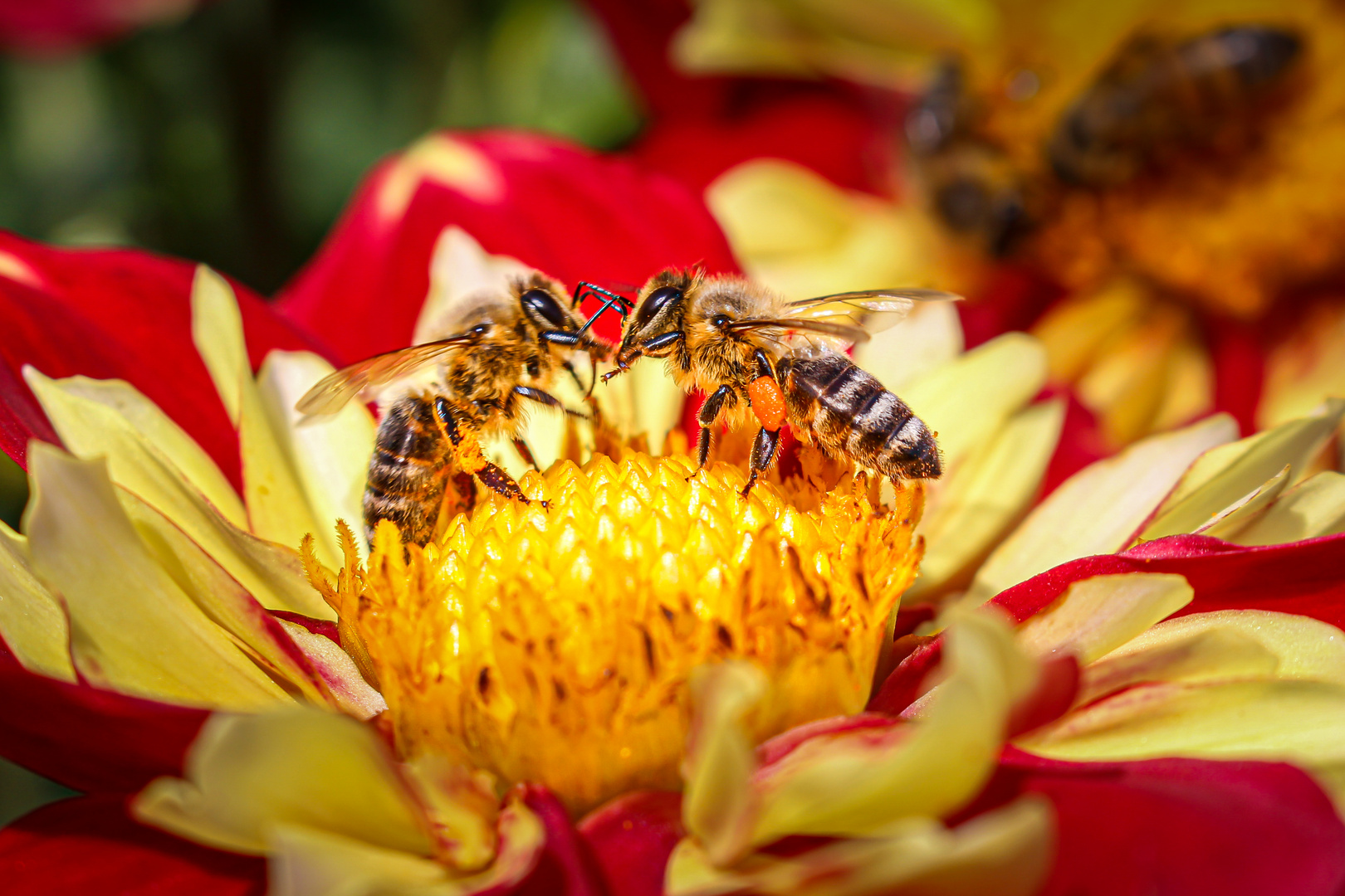 Zwei Bienen unterhalten sich