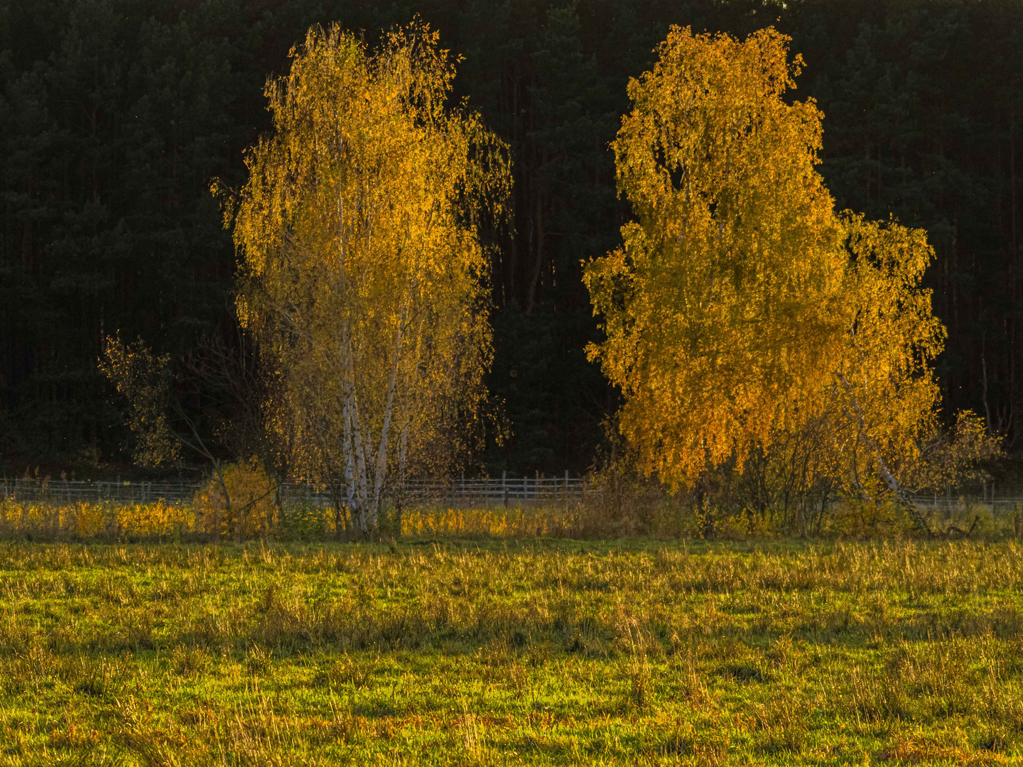 Zwei Birken im Licht der sinkenden Herbstsonne