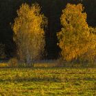 Zwei Birken im Licht der sinkenden Herbstsonne