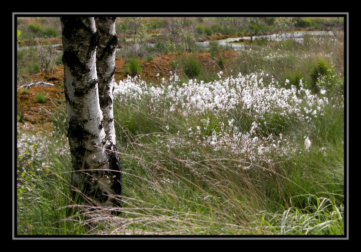 Zwei Birken im Moor