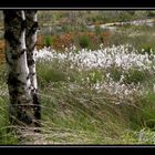 Zwei Birken im Moor