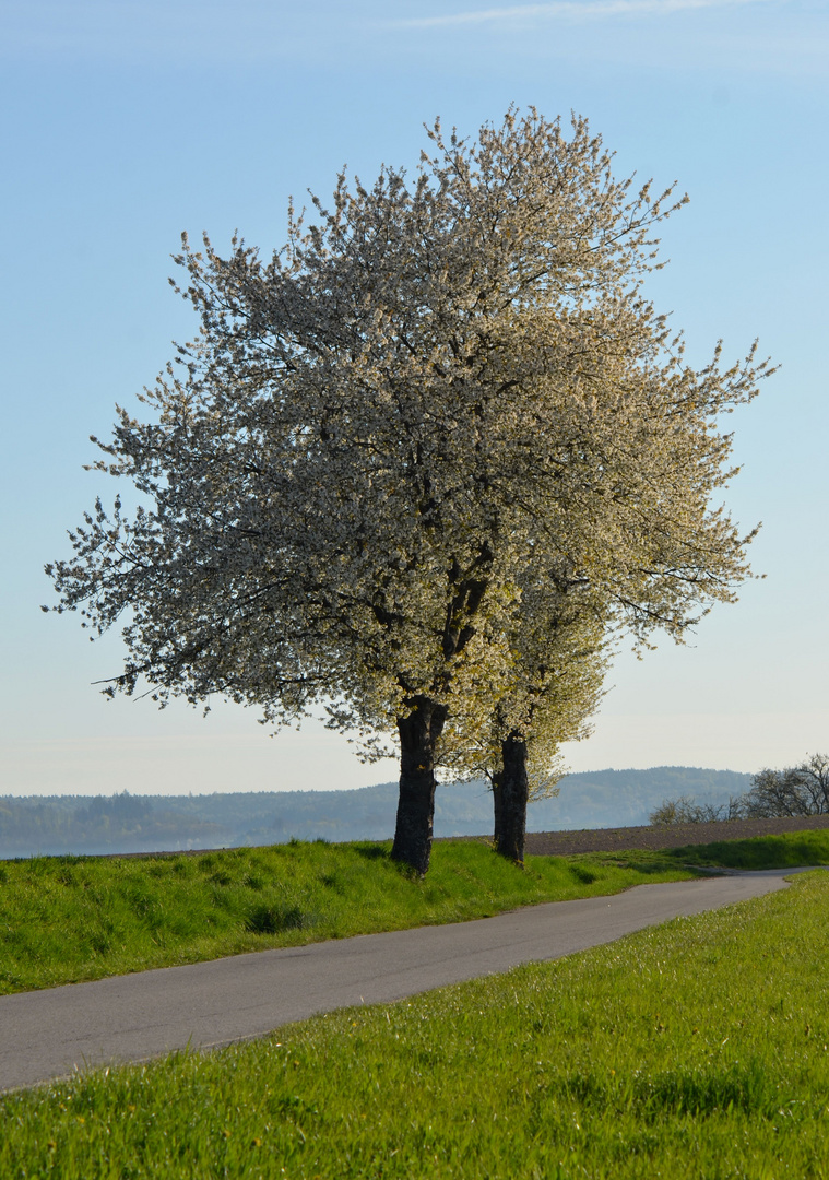 Zwei Birnenbäum ,sie blühen so schön....