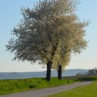 Zwei Birnenbäum ,sie blühen so schön....