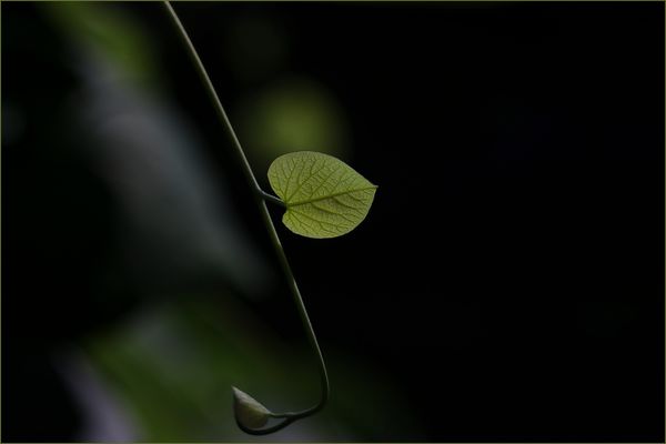 ....zwei Blätter....