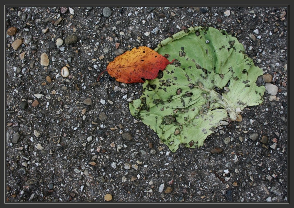 Zwei Blätter im Herbst