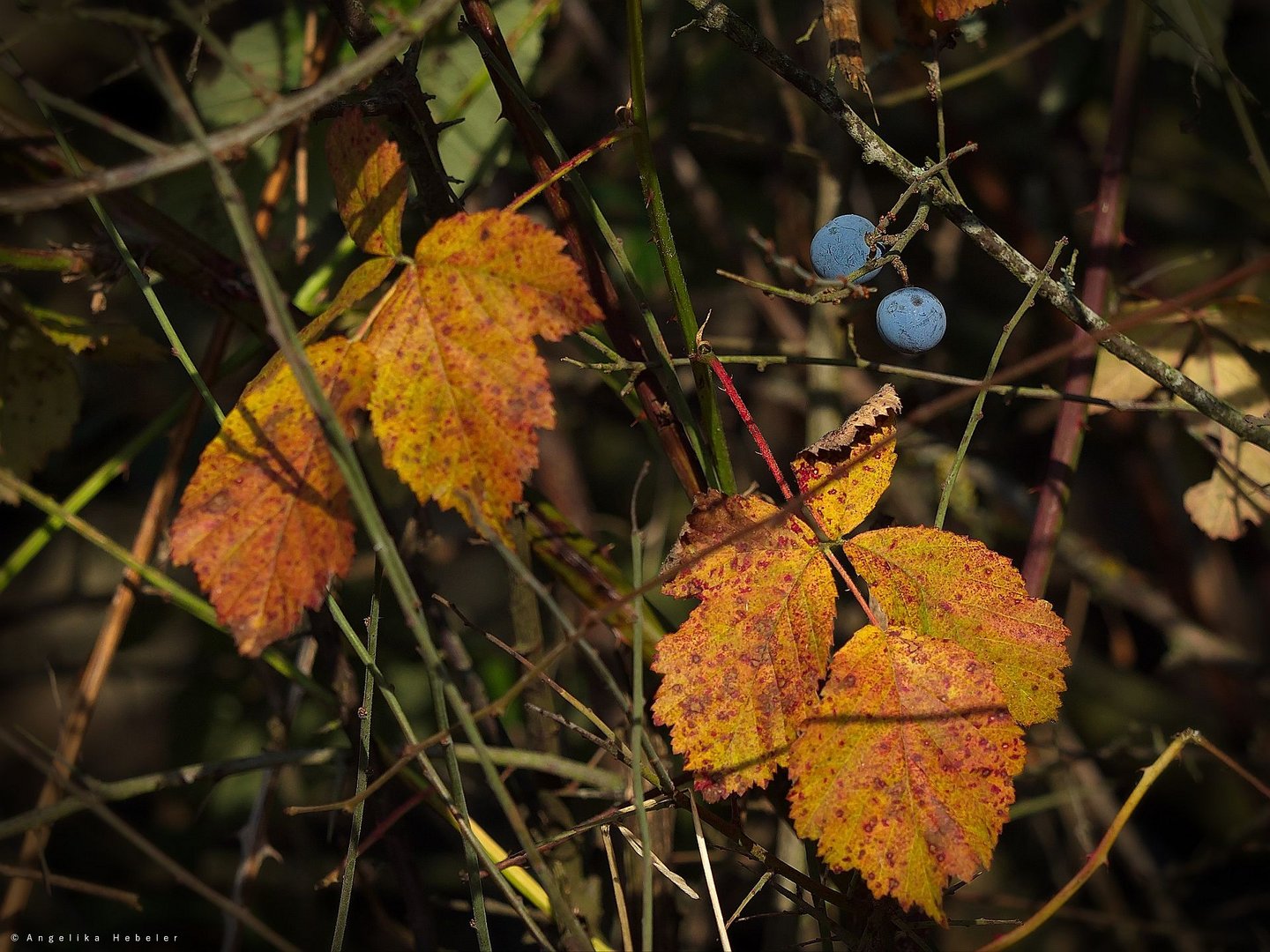 Zwei Blaue 