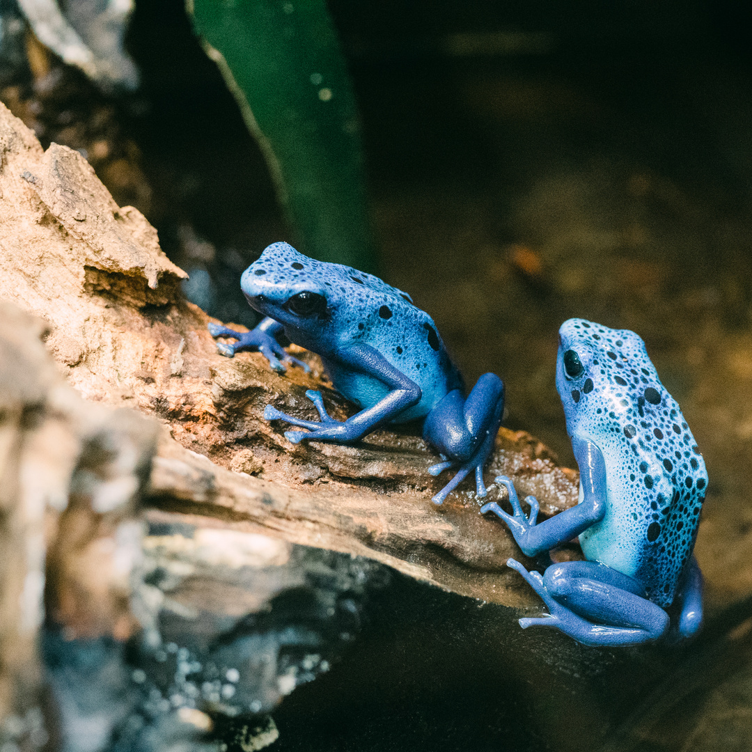 zwei blaue Baumsteiger Vivarium Darmstadt 2020