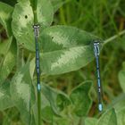 Zwei blaue Kleinlibellen auf einem Kleeblatt