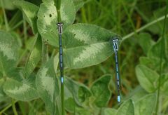 Zwei blaue Kleinlibellen auf einem Kleeblatt