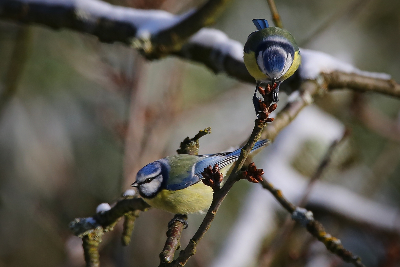 Zwei Blaumeisen (2016_02_16_EOS 6D_0798_ji)