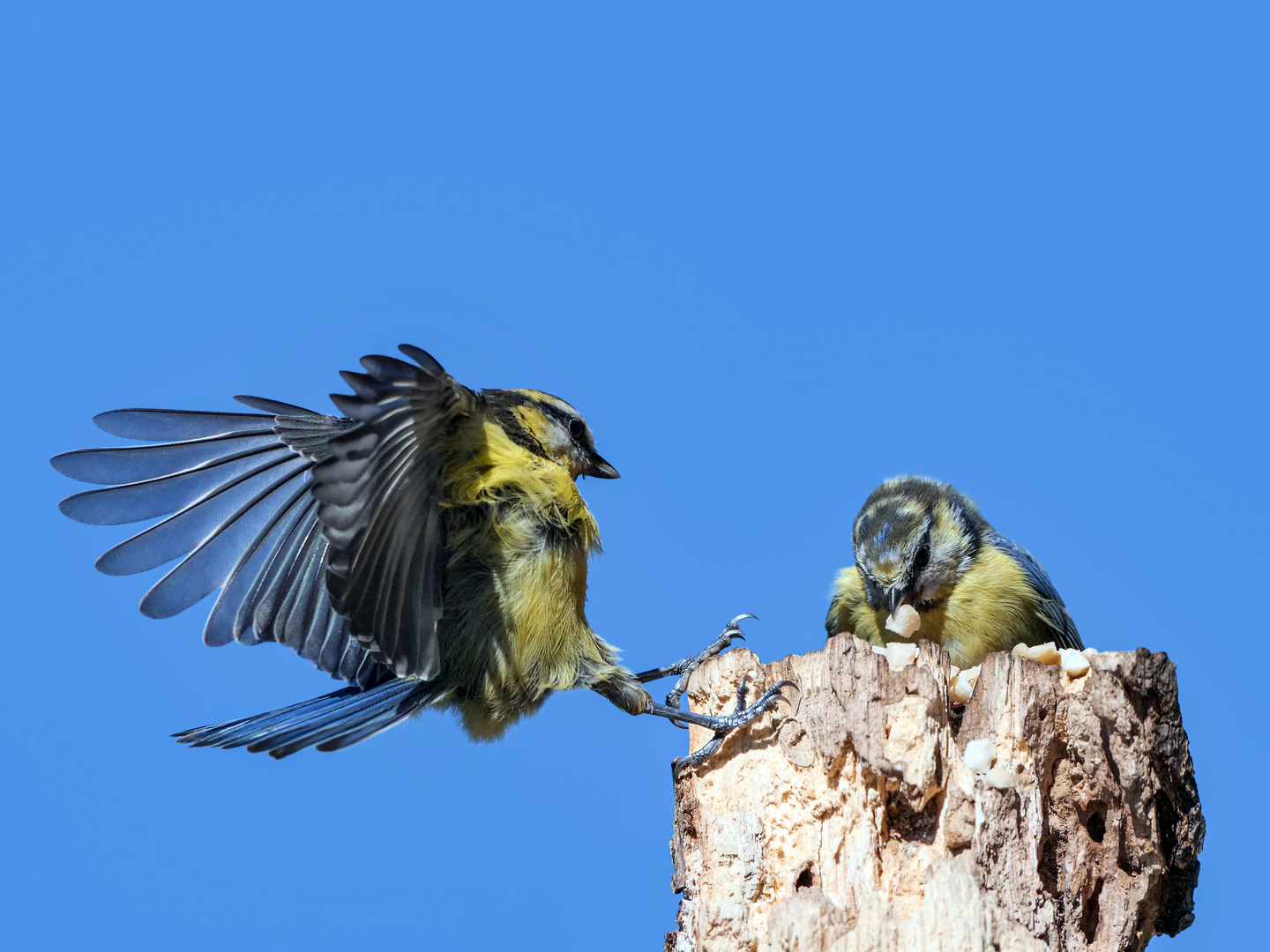 Zwei Blaumeisen am Futterstand