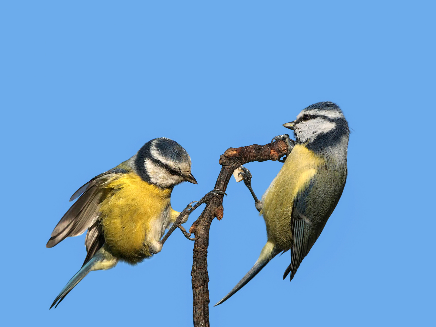  Zwei Blaumeisen auf einen Ansitz