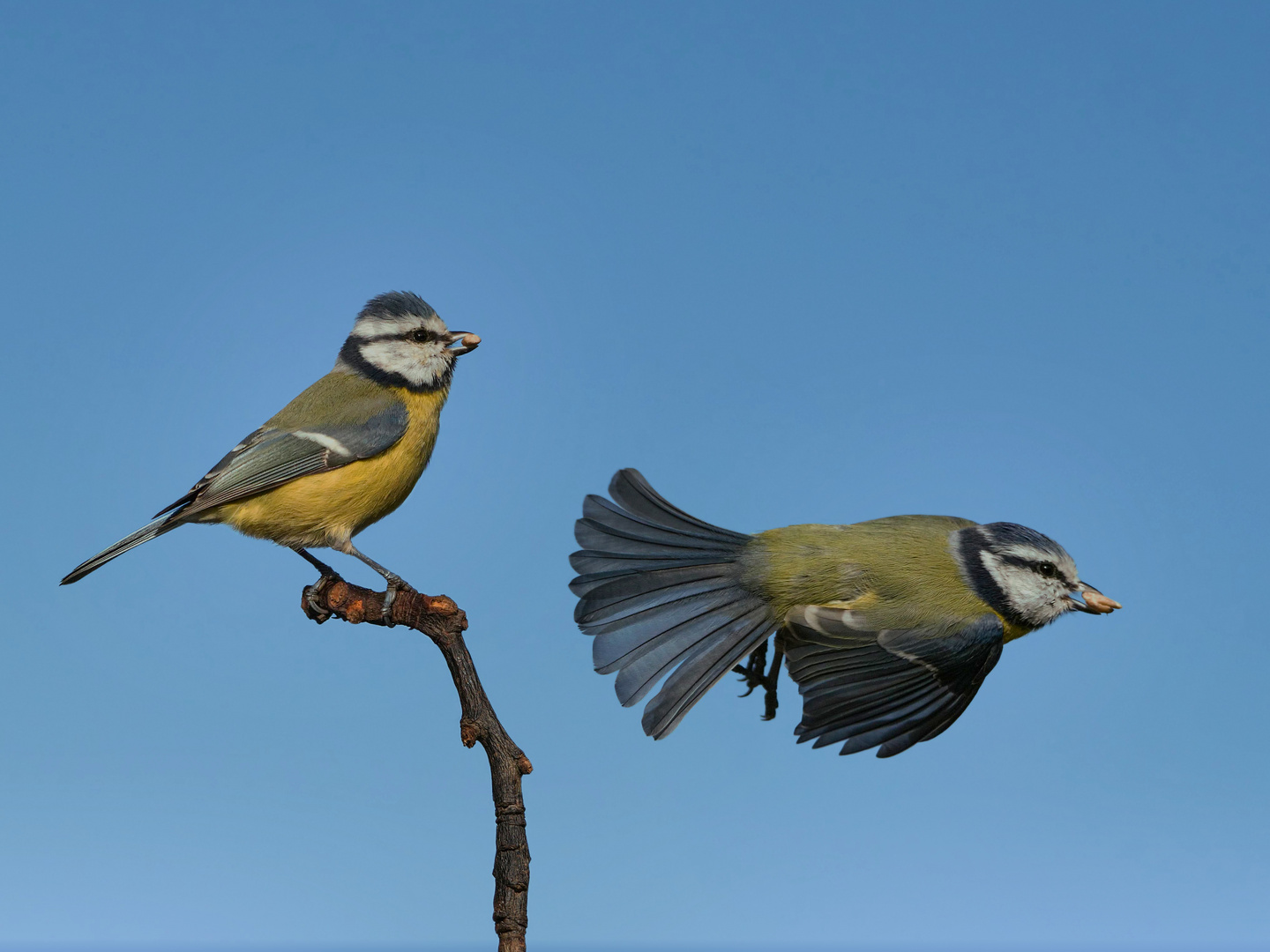 Zwei Blaumeisen mit Nüssen