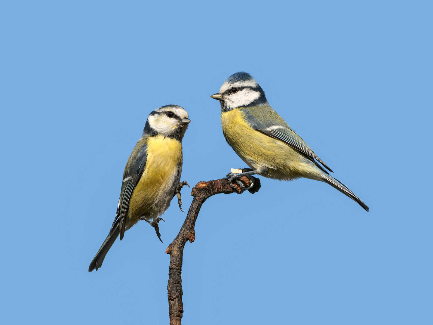 Zwei Blaumeisen und eine Nuß auf einen Ansitz