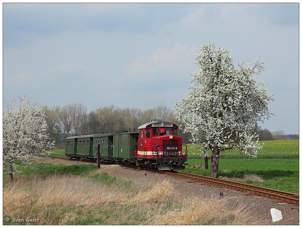 Zwei blühende Bäume am Bahnübergang