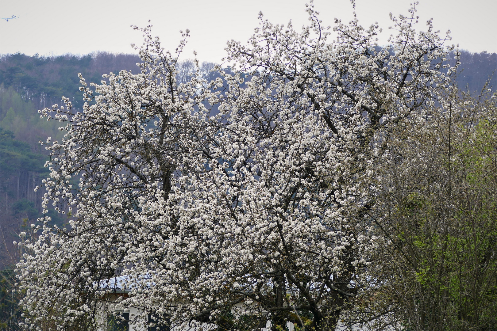 Zwei blühende Kirschenbäume