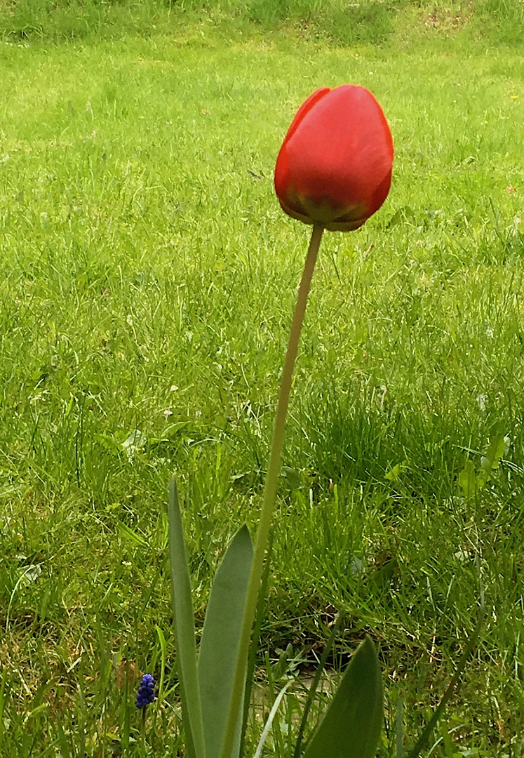 Zwei Blümchen..