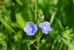 Zwei Blümchen