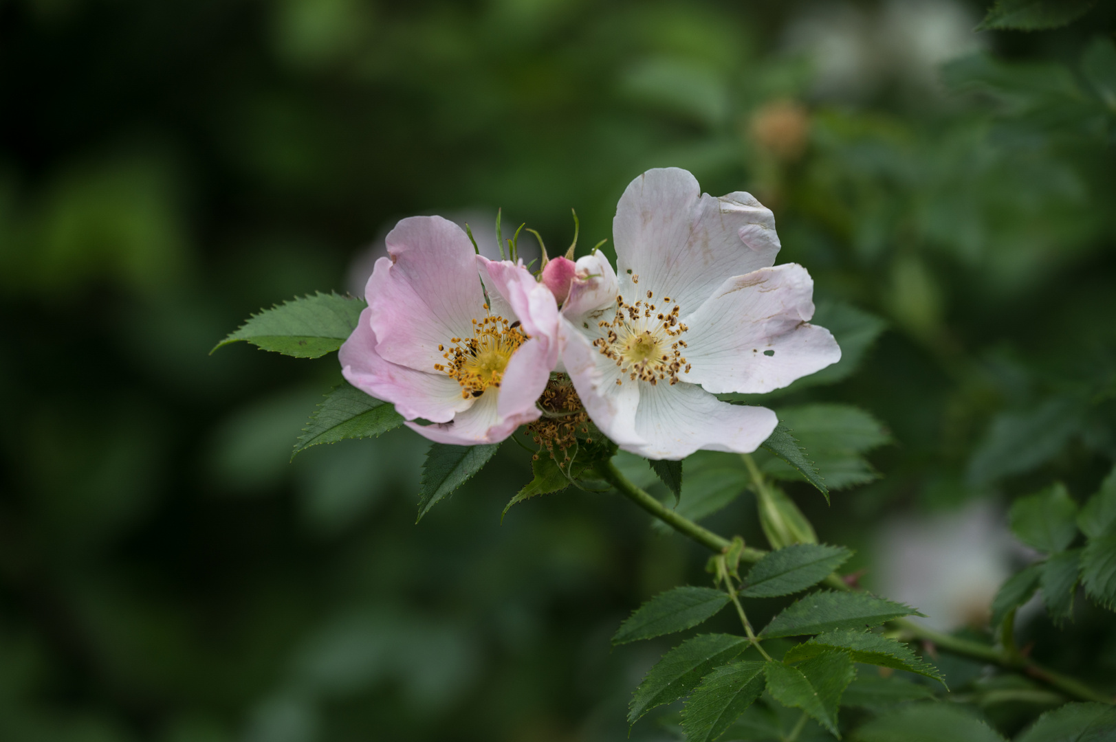 Zwei Blümchen am Mittwoch..