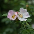 Zwei Blümchen am Mittwoch..